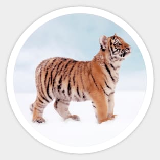 Save Tiger Sticker